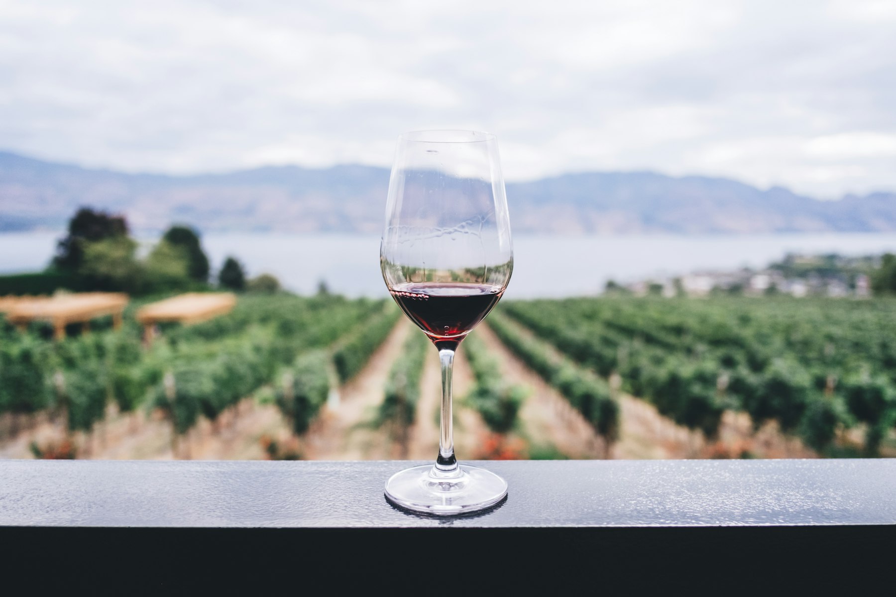 Vineyard rows in late-day light